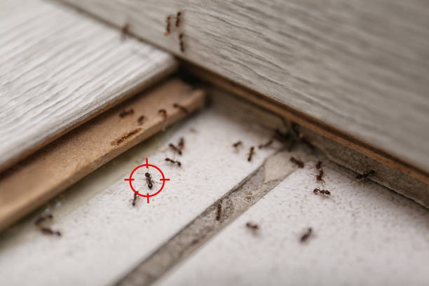 Best Best Pest Control Companies  in Tinton Falls, NJ